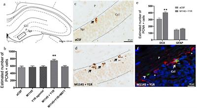 Neuropeptide Y receptor 1 and galanin receptor 2 (NPY1R-GALR2) interactions in the dentate gyrus and their relevance for neurogenesis and cognition